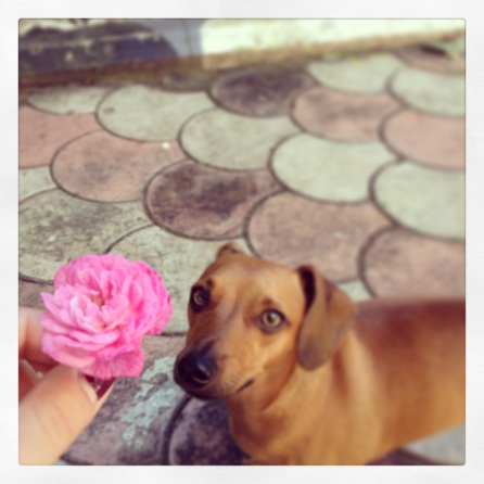 But mom, I picked you a flower...